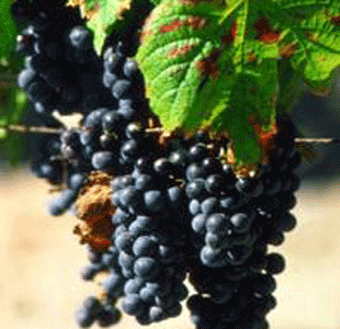 winetours bordeaux